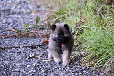 小狗 狗 可爱的 年轻的Eurasier 哺乳动物 犬类 可爱的小狗