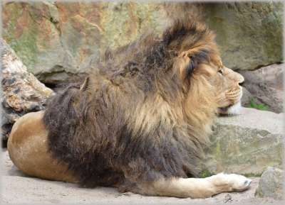 狮子 母狮 野生动物 猎人 动物 动物园 Artis 阿姆斯特丹