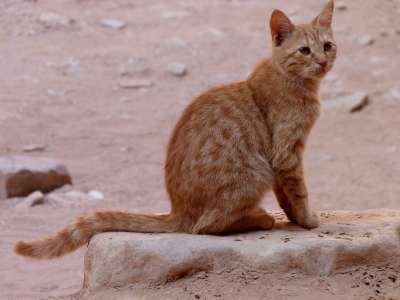性质 可爱的 动物 外部 猫 沙漠