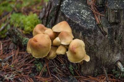 森林 蘑菇 枯木 摩丝 秋天