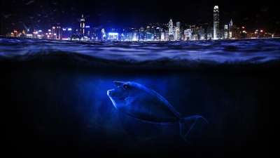 海 水 天际线 海洋 波浪 光 风暴 瓶子 云 多云的 鱼