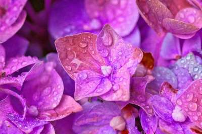 绣球花 开花 关闭 水滴 紫色的 明亮的 背景