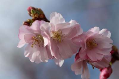 格兰嫩教堂 观赏樱桃 日本樱花 开花 花枝 粉色的 花瓣 樱花