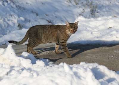 那只猫 雪 灰色的 猫似的 打猎 动物 毛皮