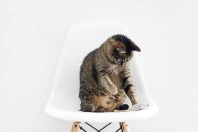 猫 动物 小猫 可爱的 眼睛 胡须 椅子