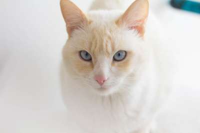 猫 白化病 白色的 动物 猫科动物 荒野 肖像 宠物