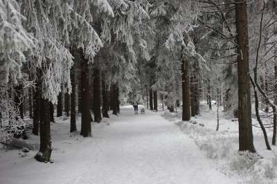 冬季景观 冬季森林 冬天 雪 寒冷的 冬梦 下雪的 冬季魔法