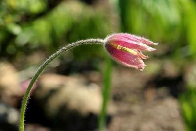白蜡花 春暖花开 图 春天 可能 性质 开花