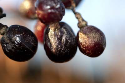 葡萄 谷物 冬天 藤蔓 葡萄酒 马斯喀特 葡萄栽培 干的