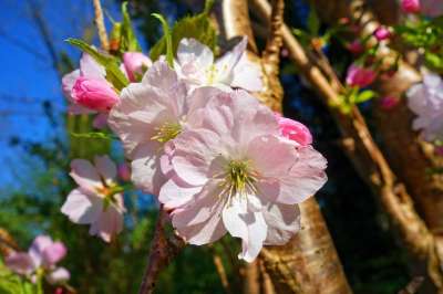 樱花 花 树 樱桃树 日本人 春绽放 春天的时候 新鲜的 四月