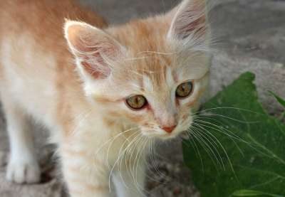 小猫 姜小猫 生姜 宠物 猫 年轻的猫 动物 红猫 可爱 猫咪