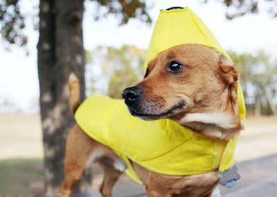 狗 犬类 宠物 动物 哺乳动物 梗犬 戏服 香蕉