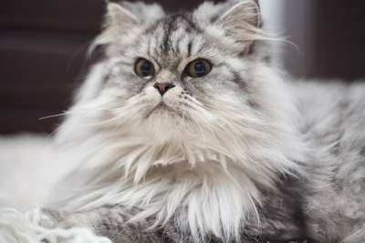 猫 可爱 灰色的 毛茸茸的 动物 看法 猫须 小的 小动物