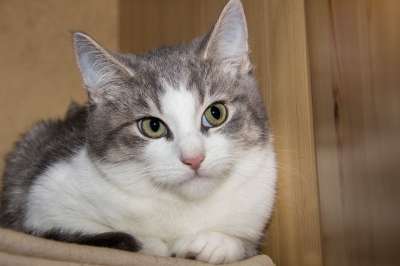 猫 家猫 家畜 动物 鲭鱼 猫眼 猫脸 看法 关闭 坐着