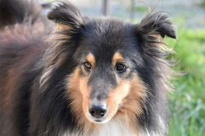 狗 年轻的狗 肖像狗的档案 设得兰群岛牧羊犬 设得兰群岛的三色的牧羊犬