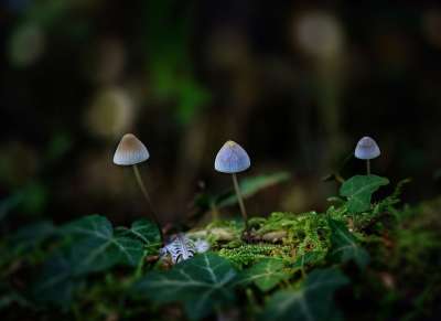 蘑菇 毒菌 苔藓 菌类 森林 自然 特写