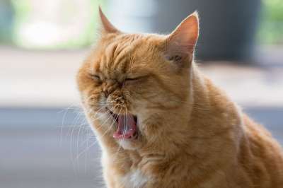 猫 舌头 英国短毛猫 猫舌头 猫的眼睛 猫脸 眼睛 齿 头