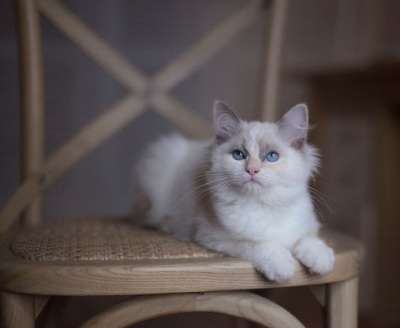 里面 房子 白色的 猫 宠物