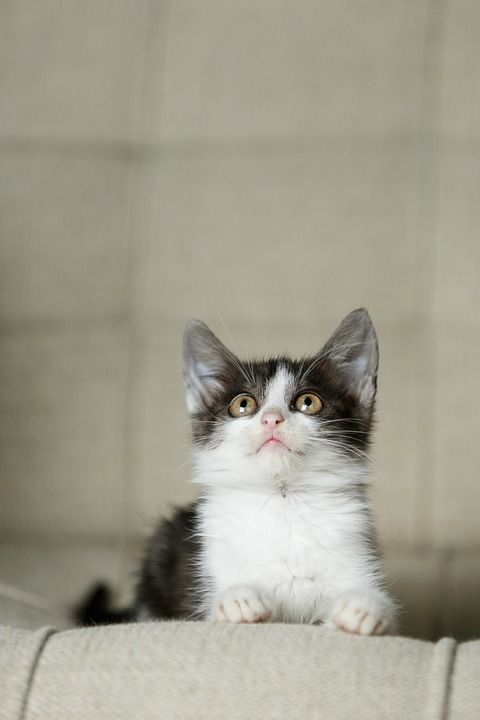猫 小猫 宠物 肖像 椅子 可爱的 谎言 动物 毛茸茸