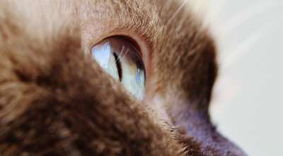 猫 眼睛 关闭 英国短毛猫 纯种 毛皮 棕色的 浅褐色的 蓝眼睛