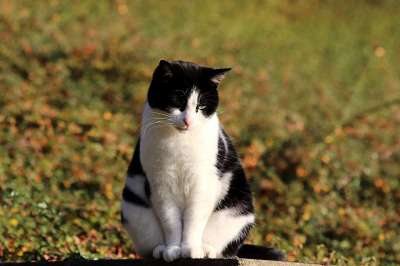 猫 猫科动物 白色和黑色 甘草-薄荷 动物 哺乳动物 小猫 可爱