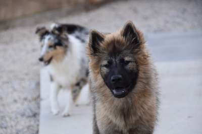狗 狗Eurasier Plinn-蓝色Eurasier 伴侣