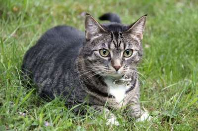 猫 宠物 动物 可爱的 国内的 小猫 猫科动物 毛茸茸的 脸