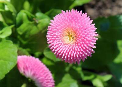 雏菊 春天 粉色的 性质 植物 花 叶子 花园