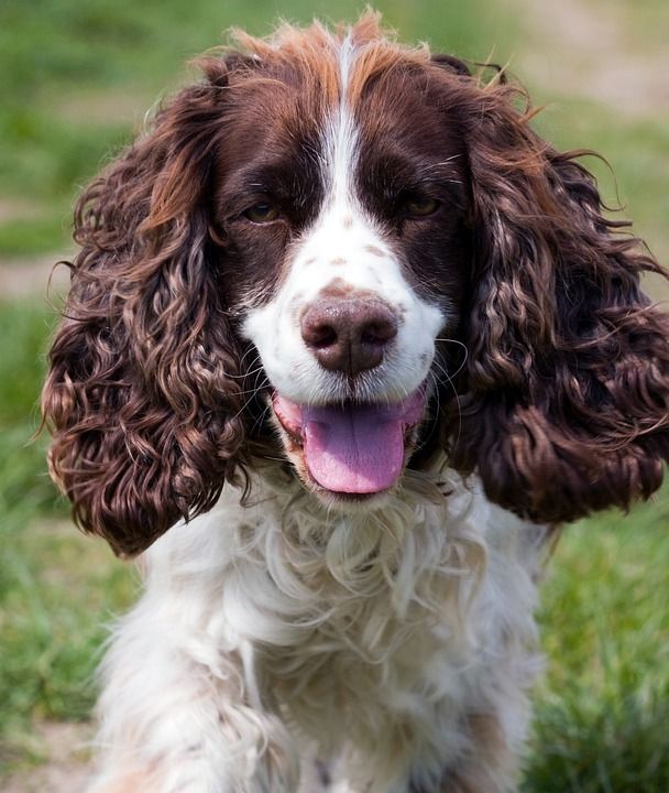 狗 英语 施普林格 西班牙猎犬 史宾格犬 英语史宾格犬 可爱的