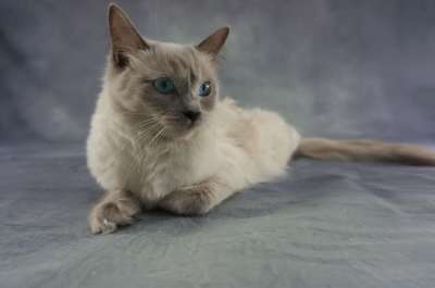 猫 布娃娃 小猫 猫眼 家畜 甜 年轻的小猫 年轻的猫 家猫