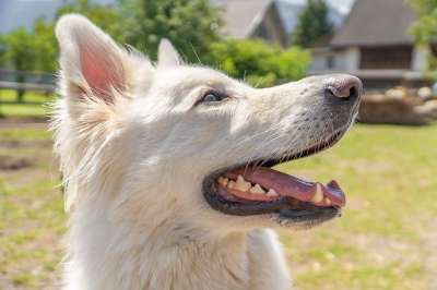 狗 牧羊犬 鼻子 头 动物肖像 勇气 肖像 细心 品种的狗