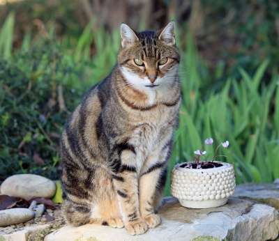 猫 家畜 可爱 猫看