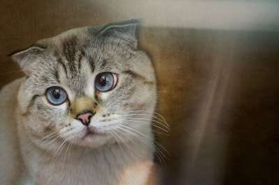 动物 苏格兰折耳猫 猫 哺乳动物 猫科动物 宠物 毛皮 胡须
