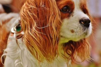 狗 骑士查理王猎犬 有趣的 家畜 动物 毛皮 棕色的 白色的