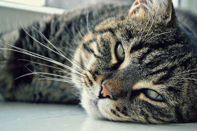 猫 眼睛 喜欢猫的人 猫脸 亲爱的 宠物 一只猫的特写 猫的眼睛