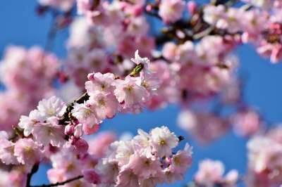 樱花 观赏樱桃 日本樱桃 开花 粉色的 日本樱花 春天 春花