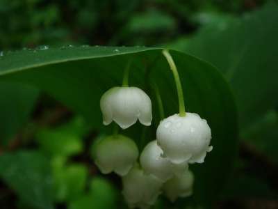 自然 植物群 户外 花 山谷里的百合 可以-莉莉