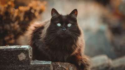 猫 看 毛茸茸的 黑猫 猫科动物 宠物 动物 猫画像 国内的猫