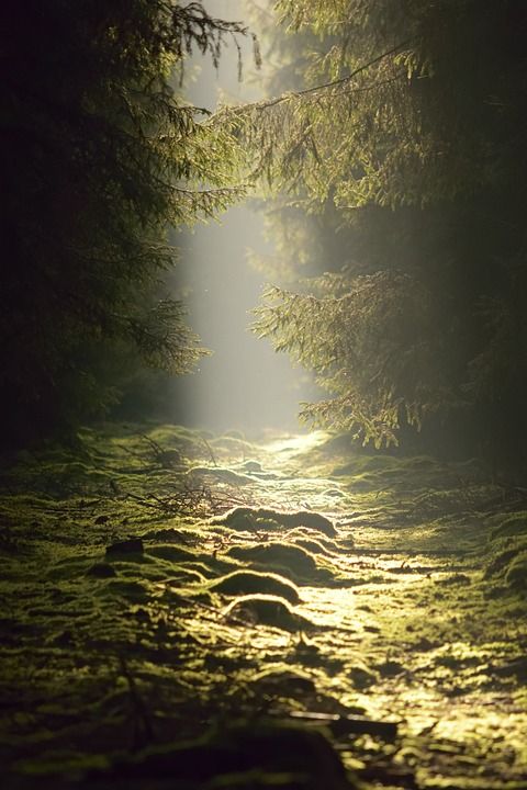 森林 自然 落下 草地 秋叶 植物 长满青苔 景观 草 树