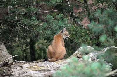 猞猁 野生猫 野生动物 动物 哺乳动物 捕食者 自然 森林