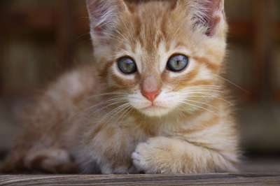 猫 说谎 蓝眼睛 小的 姜皮 治愈 家畜 动物 国内的