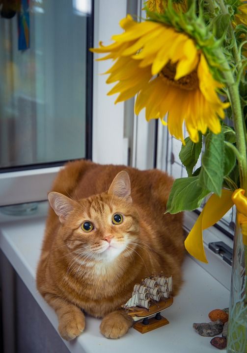 猫 猫咪 猫科动物 向日葵 花卉 可爱 生姜