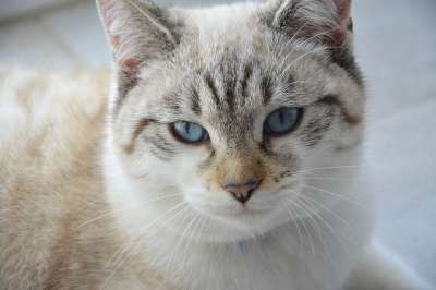 猫 年轻的猫 蓝眼睛 家畜 猫看 猫科动物 动物 肖像 看