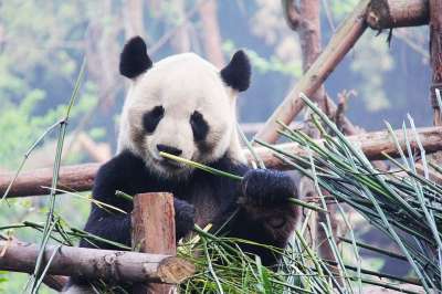 黑和白 可爱的 民族动物 熊猫 研究基地 动物 熊 成都 中国