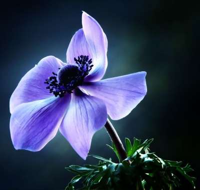 鲜花 春天 自然 花园 紫色小花 紫色 春天的花朵 紫 花瓣