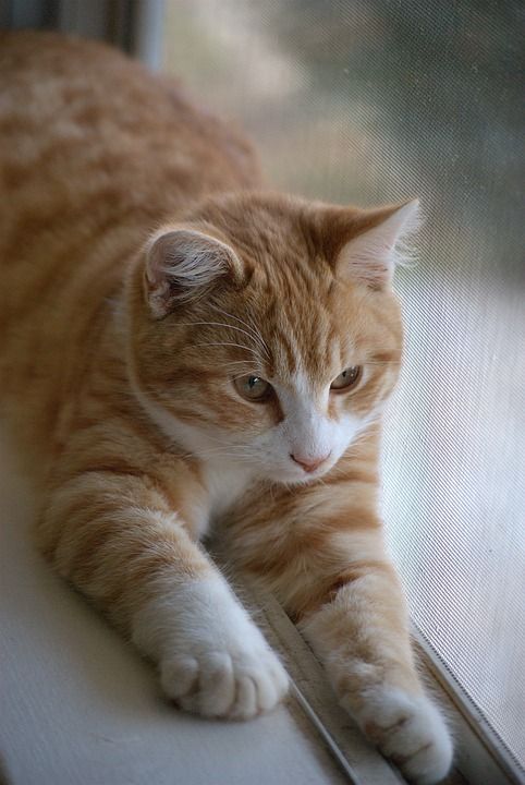 猫 动物 朋友 宠物 可爱的 猫科动物 国内的 白色的 哺乳动物