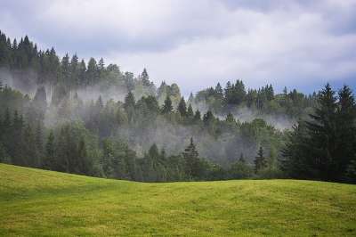 景观 自然 草地 树木 针叶树 天堂 云 天气心情 多雾路段