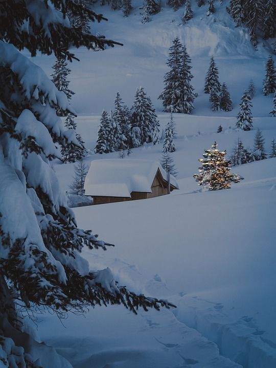 冬天 圣诞节 雪 自然 小屋 树木 圣诞节的时候 季节 户外