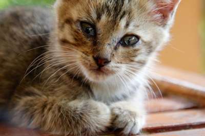 猫 小猫 猫宝宝 可爱的 家畜 家猫 动物 宿醉 幼兽