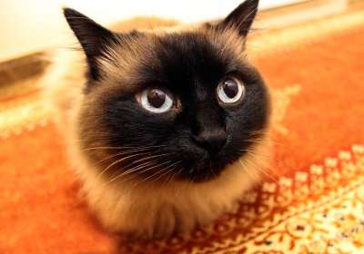猫 看 猫看 动物 猫科动物 眼睛 宠物 躺着的猫 暹罗 家畜